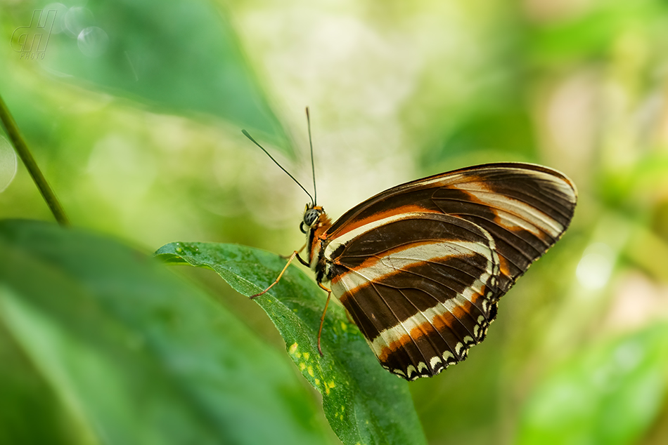 Dryadula phaetusa