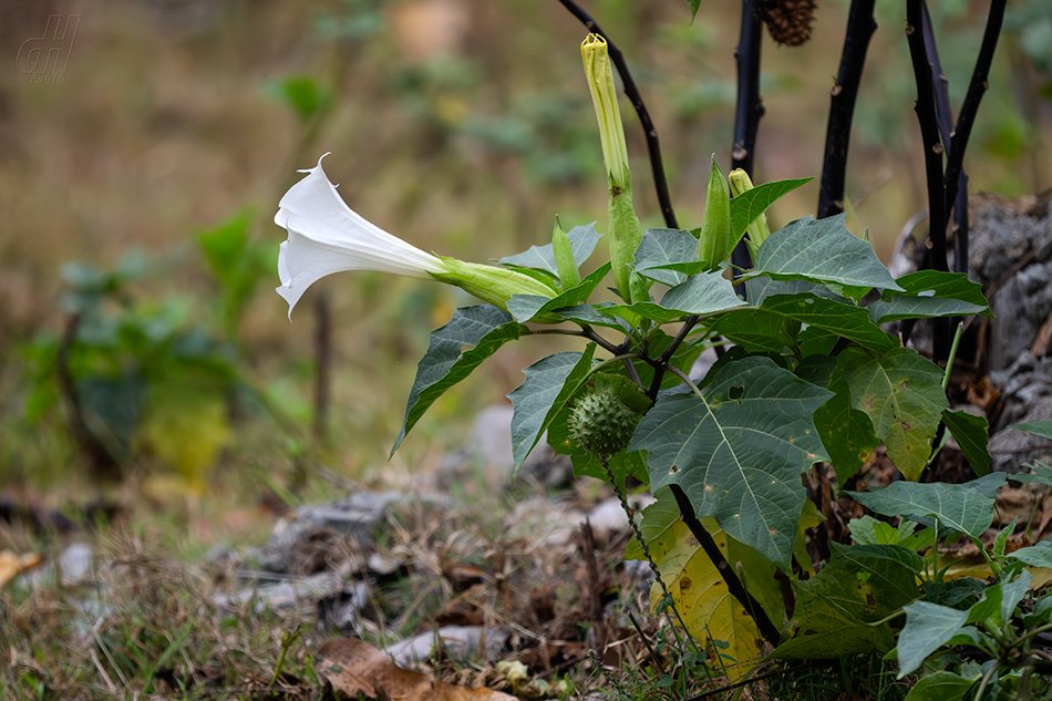 durman neškodný - Datura innoxia