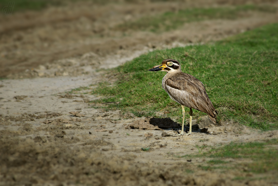 dytík křivozobý - Esacus recurvirostris