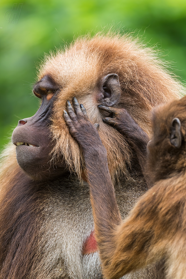 dželada - Theropithecus gelada