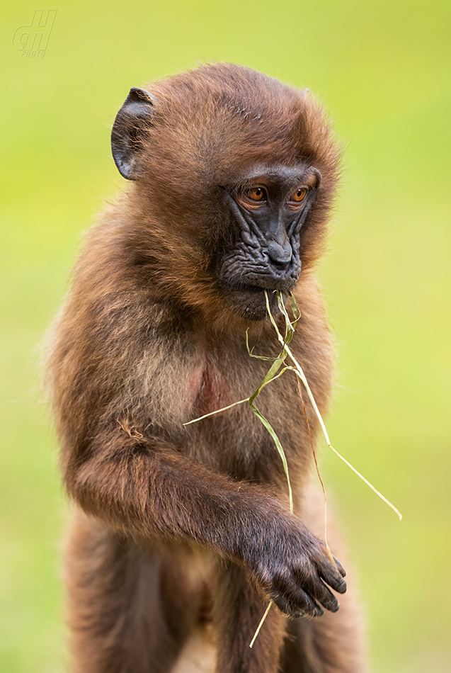 dželada - Theropithecus gelada