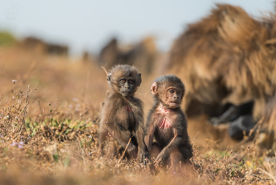 dželada - Theropithecus gelada