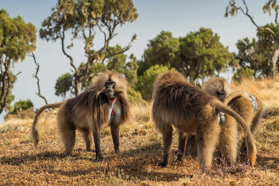 dželada - Theropithecus gelada