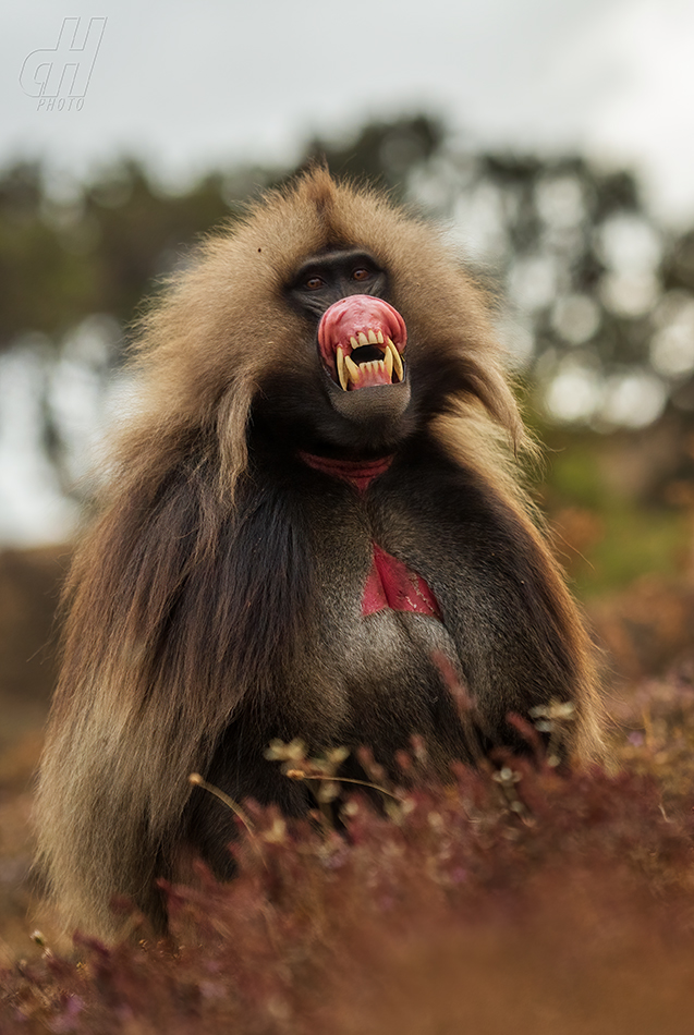 dželada - Theropithecus gelada