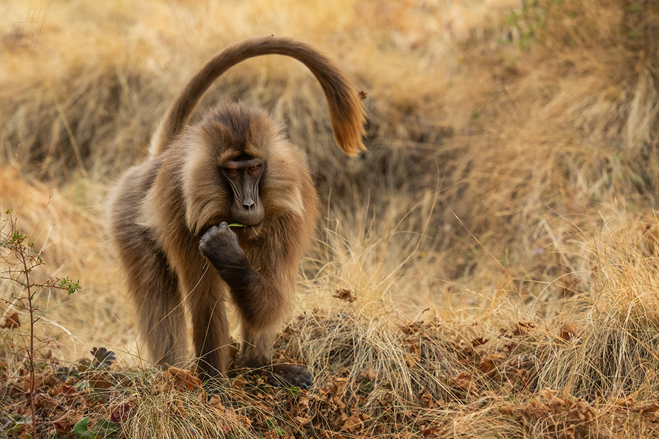 dželada - Theropithecus gelada