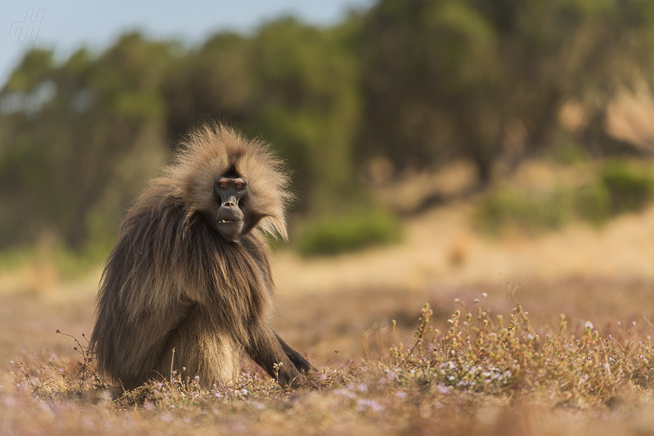 dželada - Theropithecus gelada