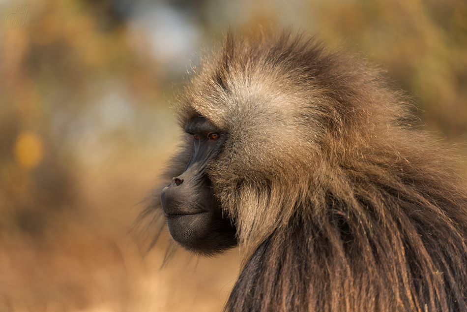 dželada - Theropithecus gelada