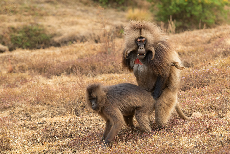 dželada - Theropithecus gelada