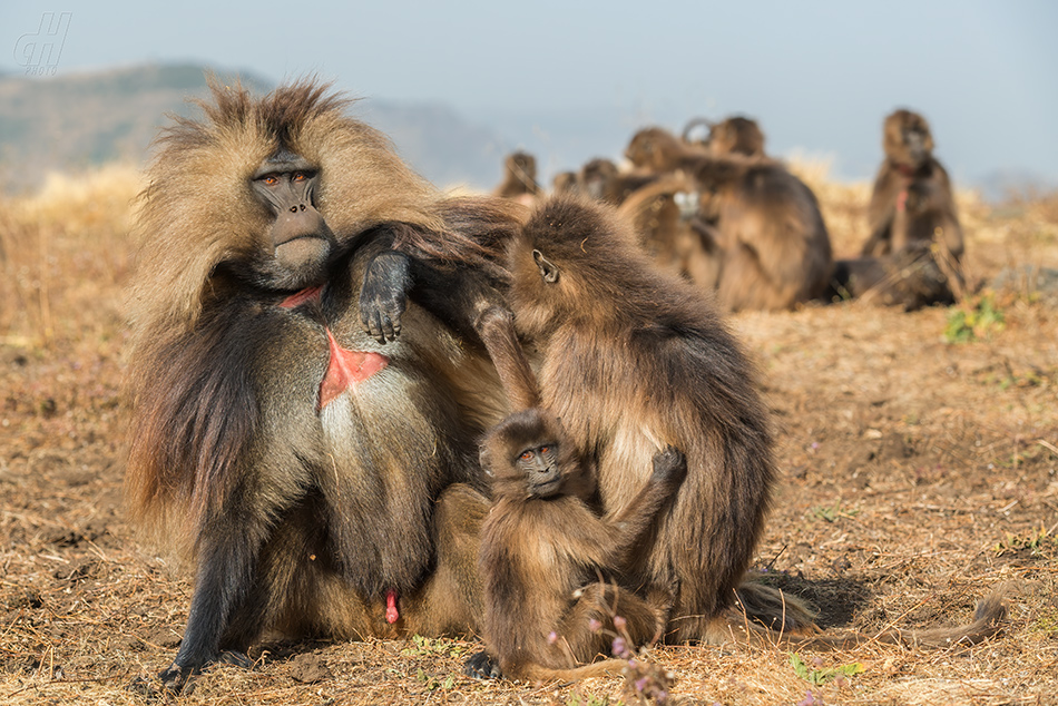 dželada - Theropithecus gelada