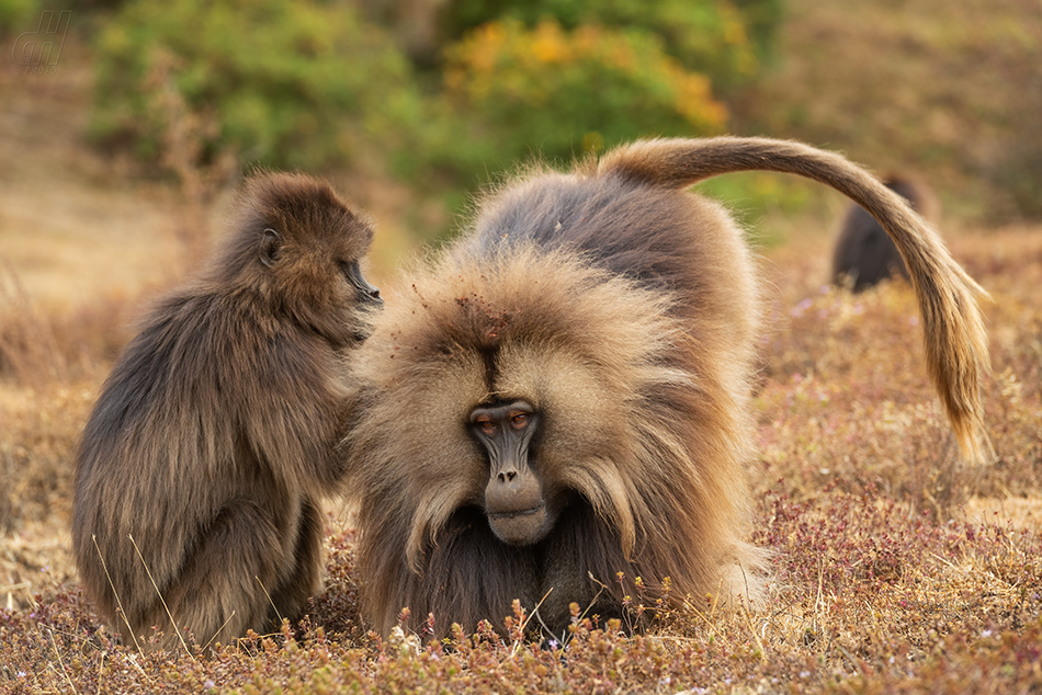 dželada - Theropithecus gelada