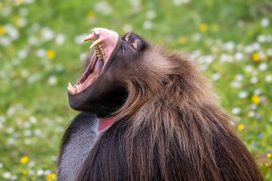 dželada - Theropithecus gelada