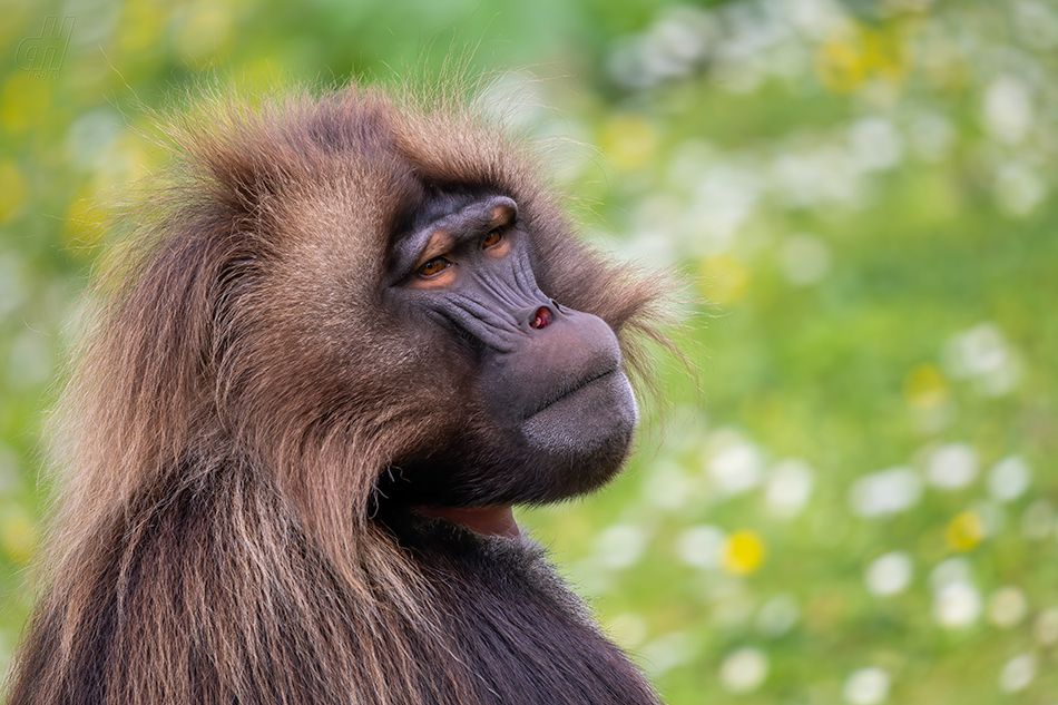 dželada - Theropithecus gelada