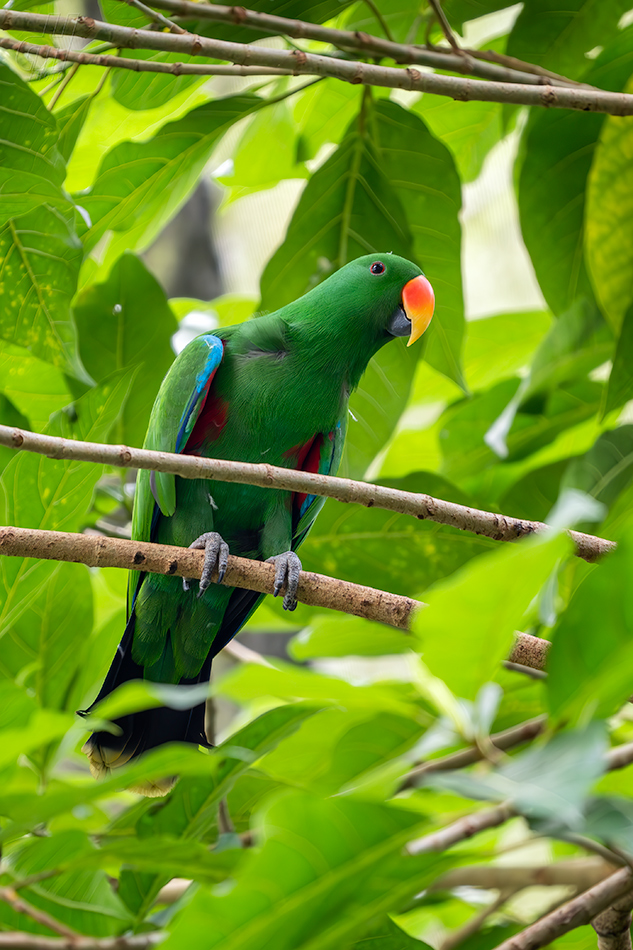 eklektus různobarvý - Eclectus roratus