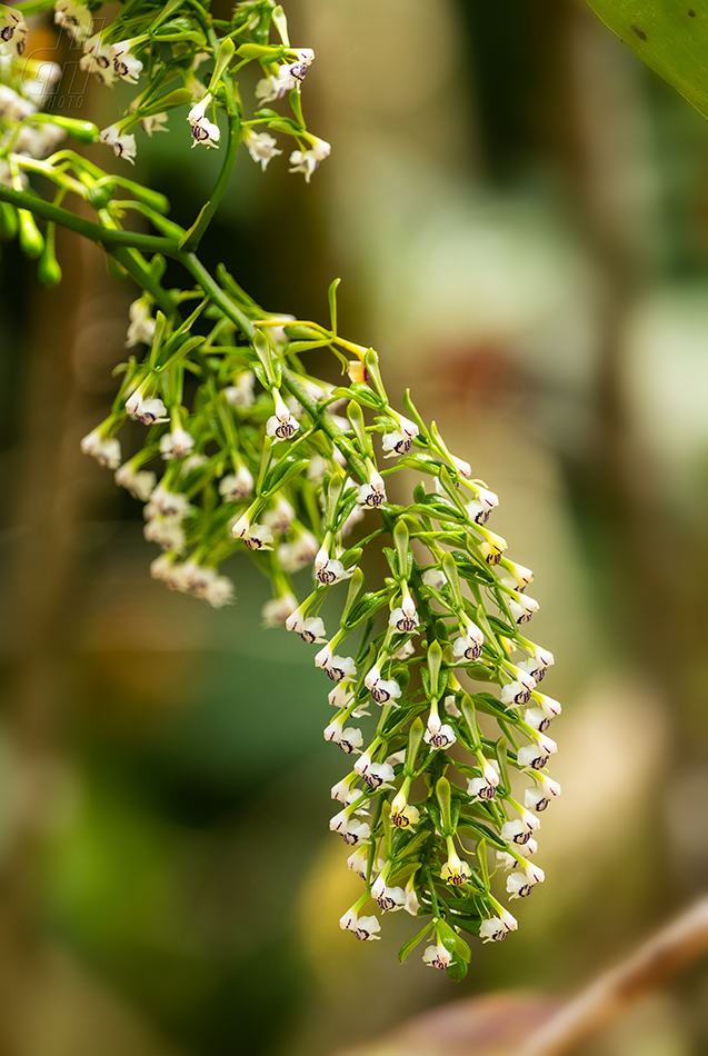 Epidendrum paniculatum