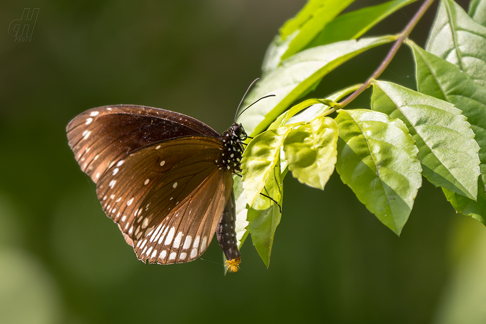 Euploea core