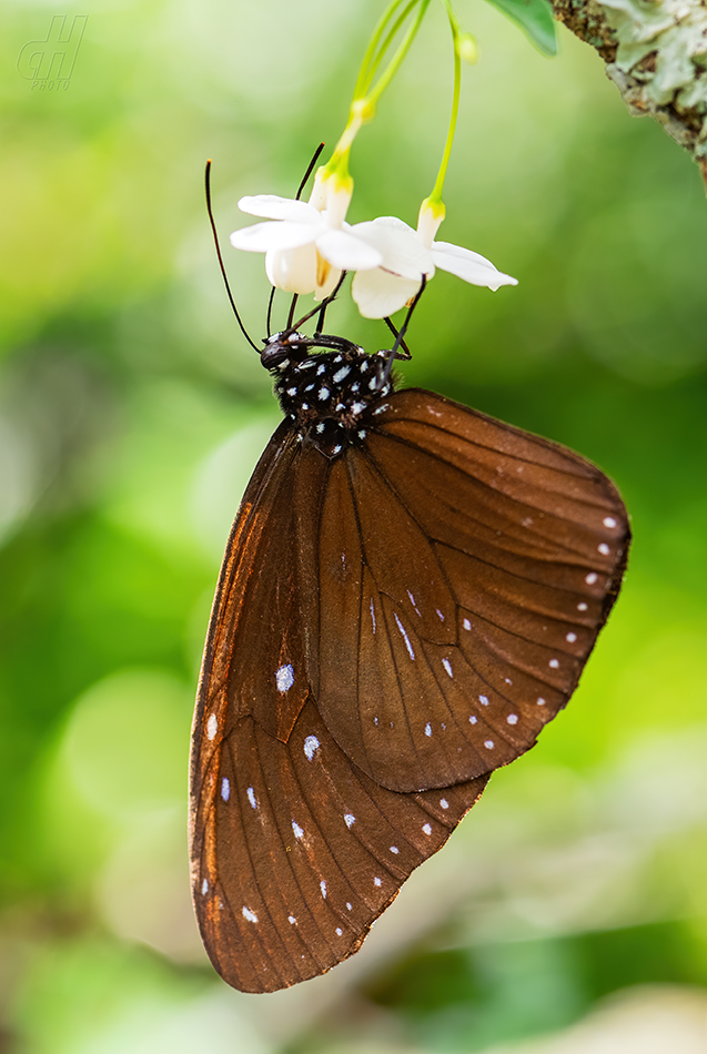 Euploea mulciber