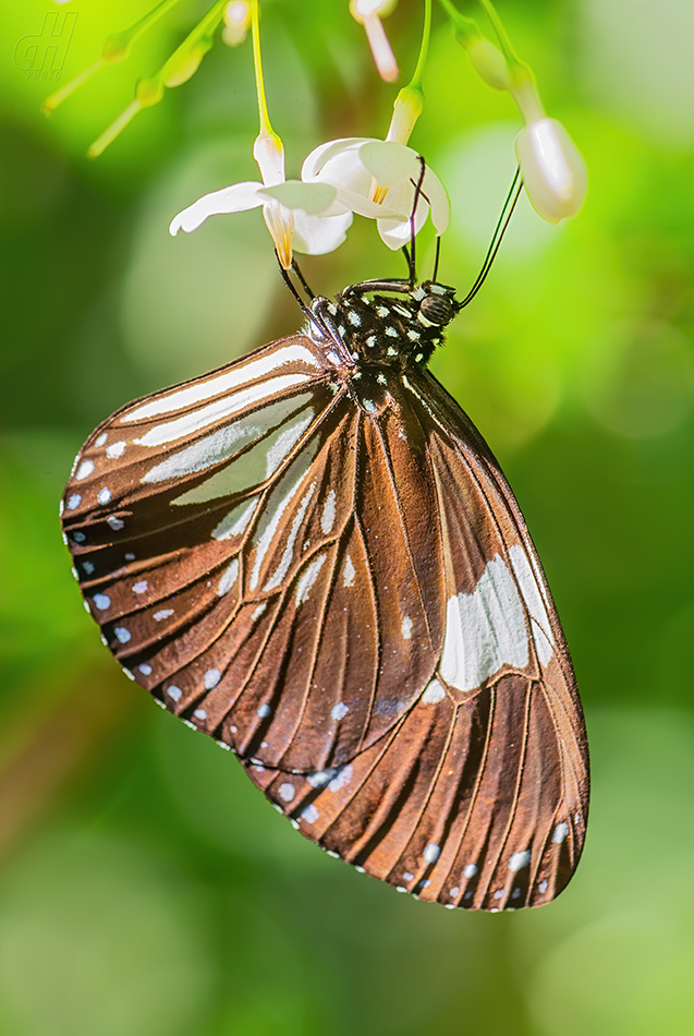 Euploea radamanthus