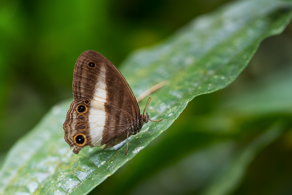 Euptychoides albofasciata