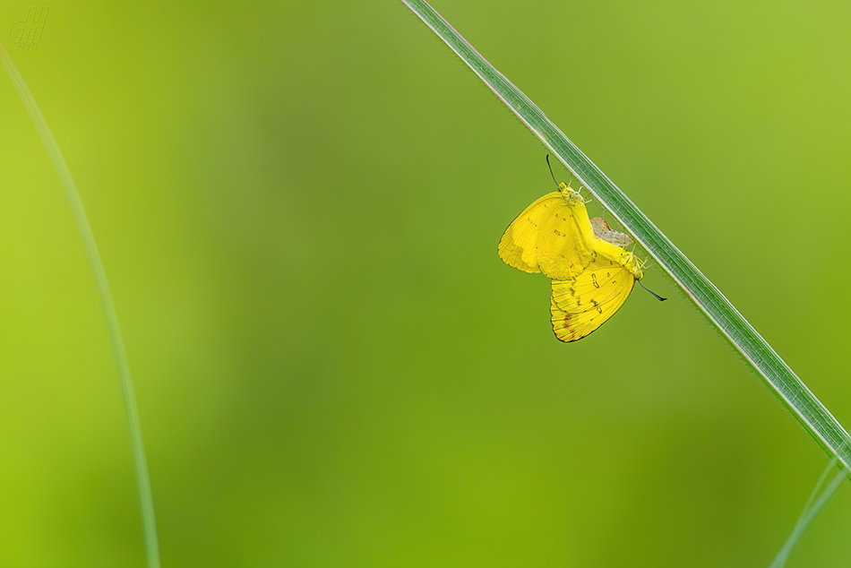 Eurema blanda