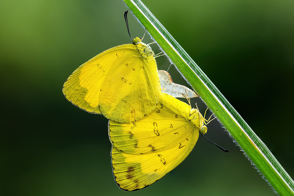 Eurema blanda