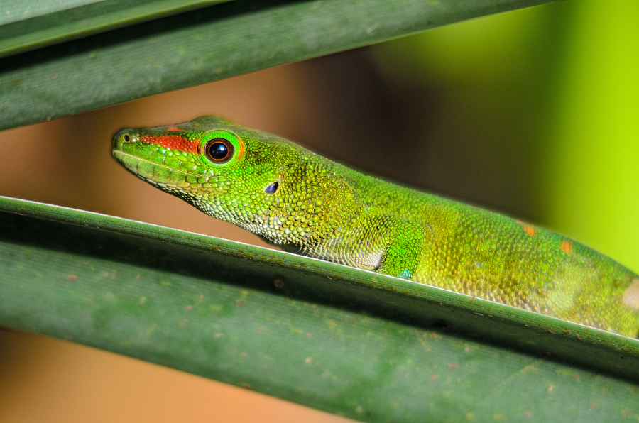 felsuma madagaskarská - Phelsuma madagascariensis