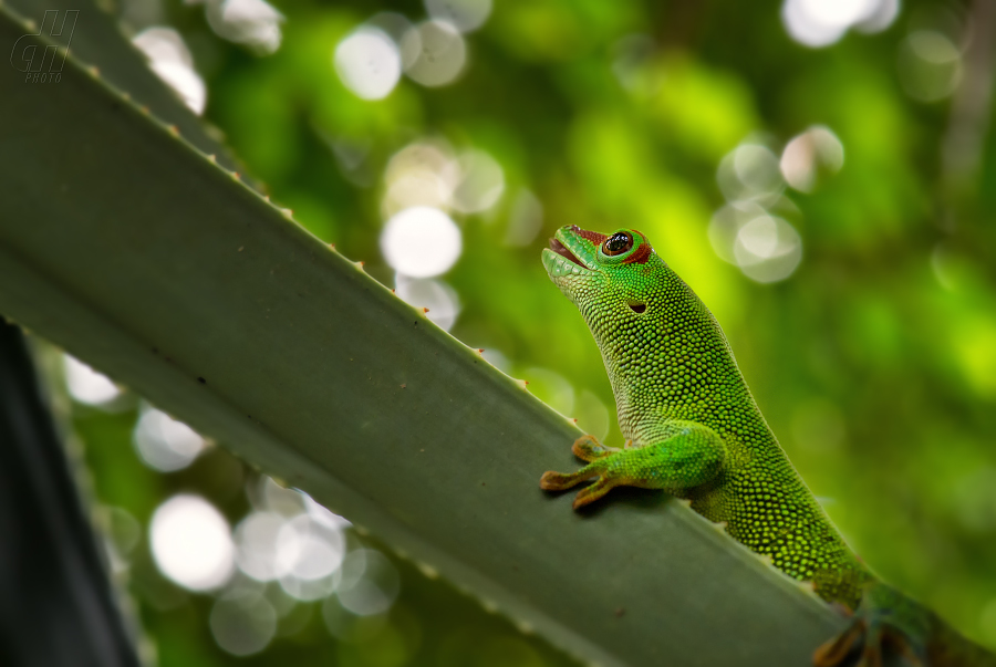 felsuma madagaskarská - Phelsuma madagascariensis