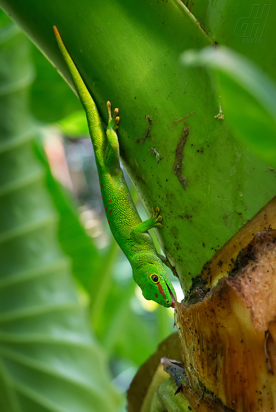 felsuma madagaskarská - Phelsuma madagascariensis