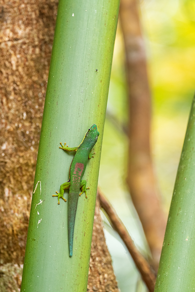 felsuma pruhovaná - Phelsuma lineata