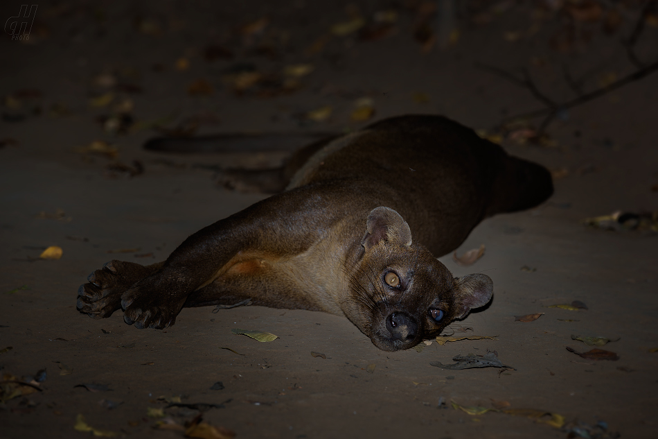 fosa - Cryptoprocta ferox