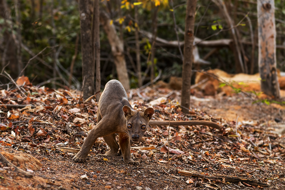 fosa - Cryptoprocta ferox