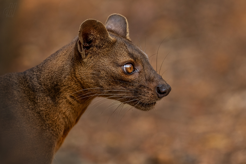 fosa - Cryptoprocta ferox