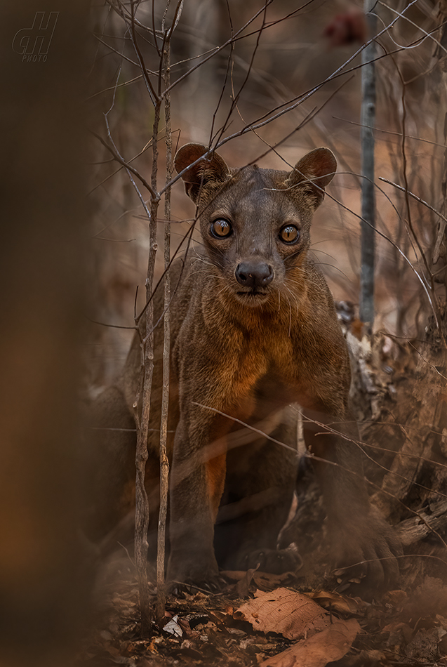 fosa - Cryptoprocta ferox