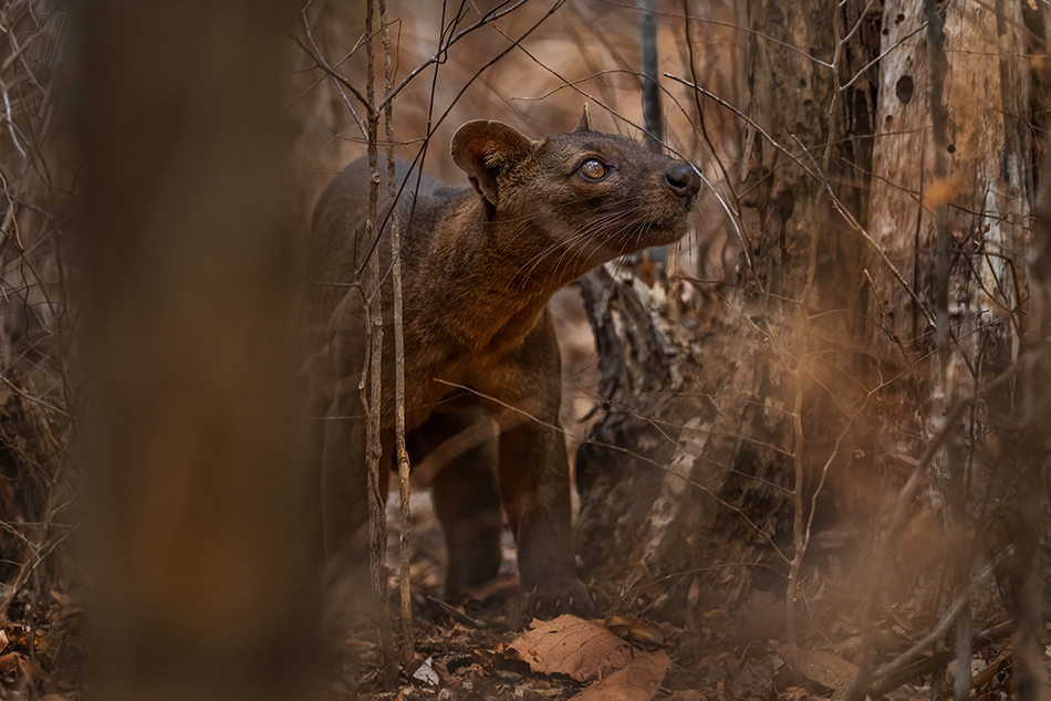 fosa - Cryptoprocta ferox