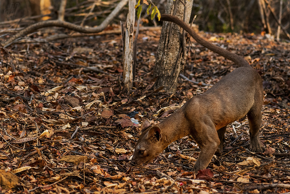 fosa - Cryptoprocta ferox