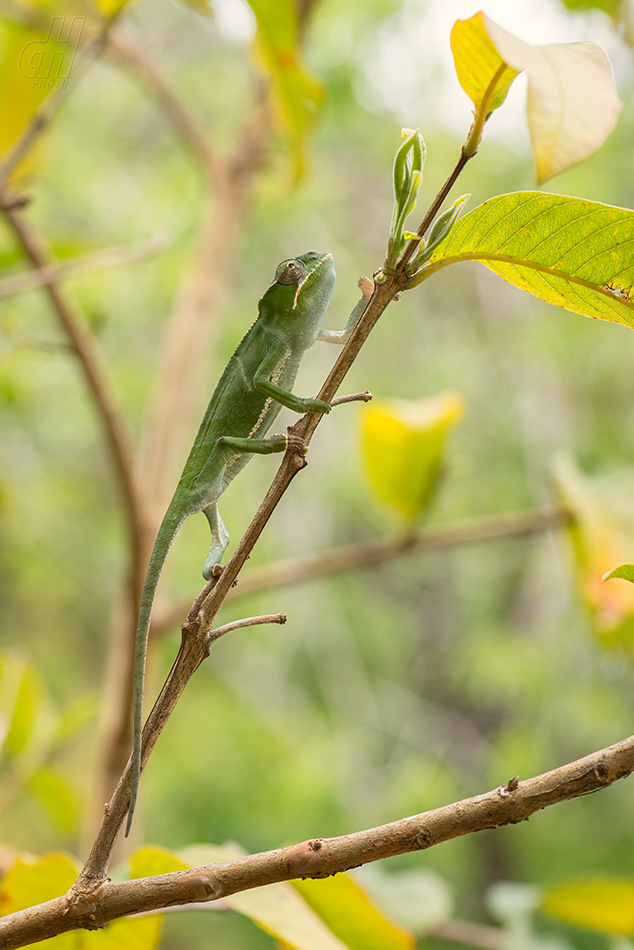 Furcifer bifidus