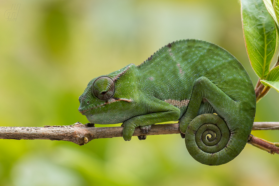 Furcifer bifidus