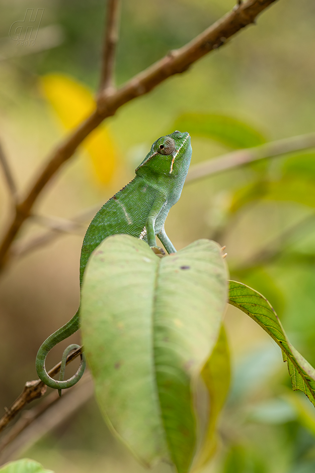 Furcifer bifidus