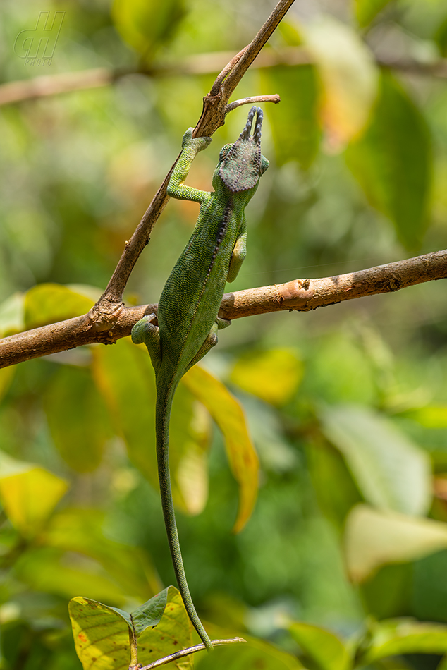 Furcifer minor