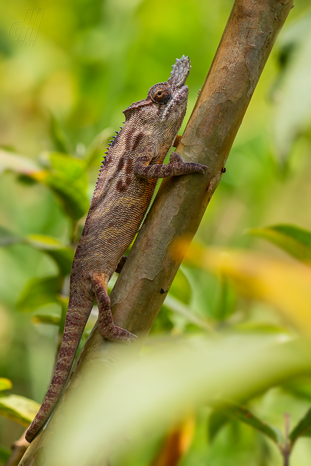 Furcifer minor