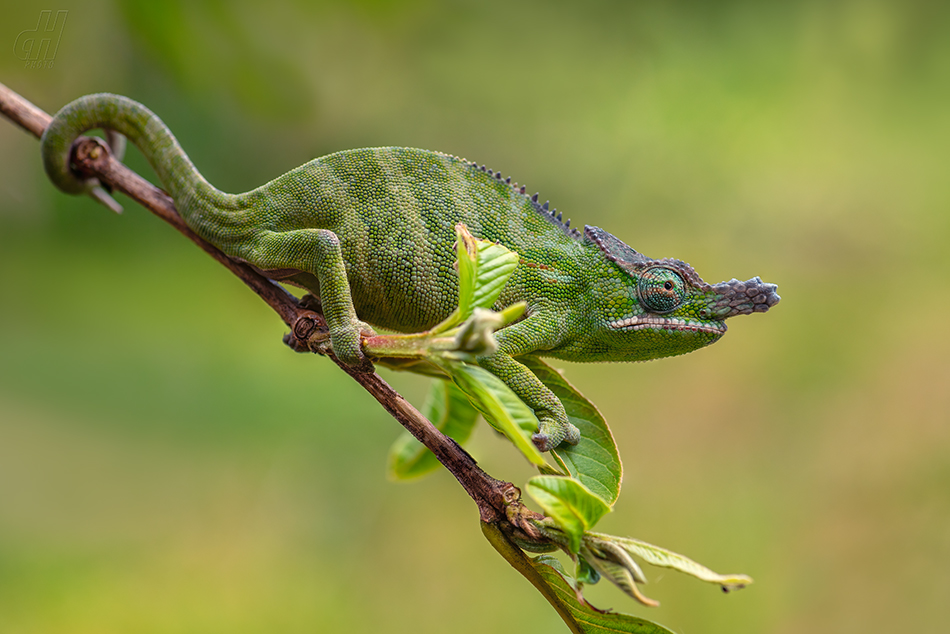 Furcifer minor