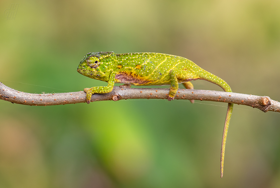 Furcifer willsii