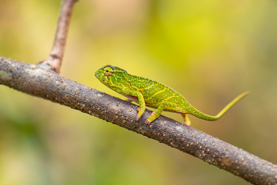 Furcifer willsii