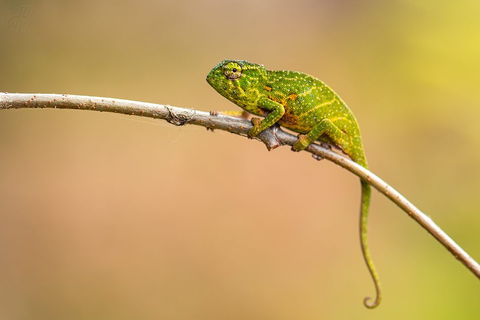 Furcifer willsii