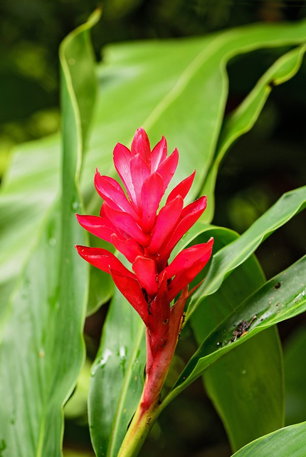 galgán nachový - Alpinia purpurata