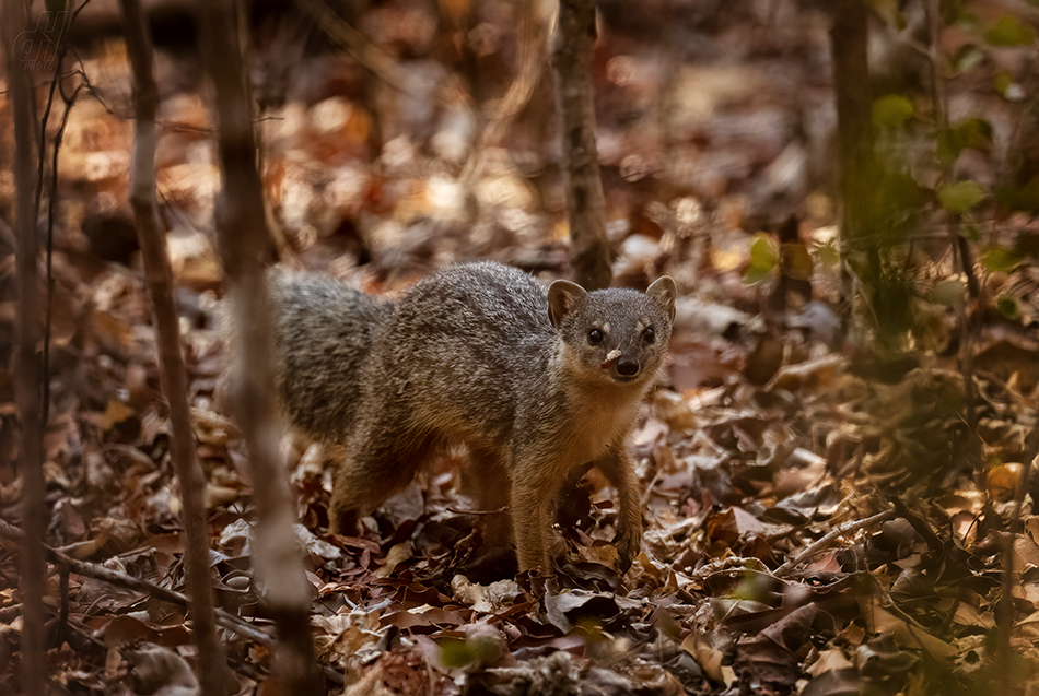 galidie tenkopruhá - Mungotictis decemlineata