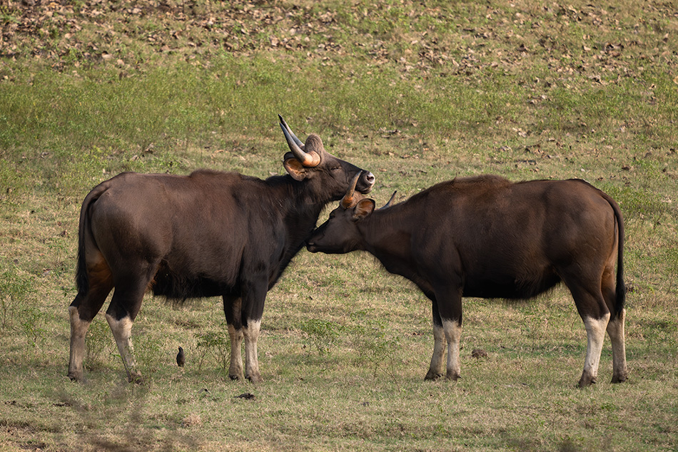 gaur - Bos gaurus