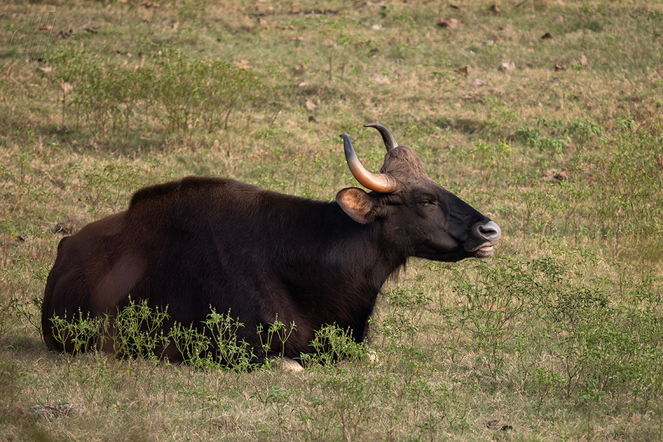 gaur - Bos gaurus