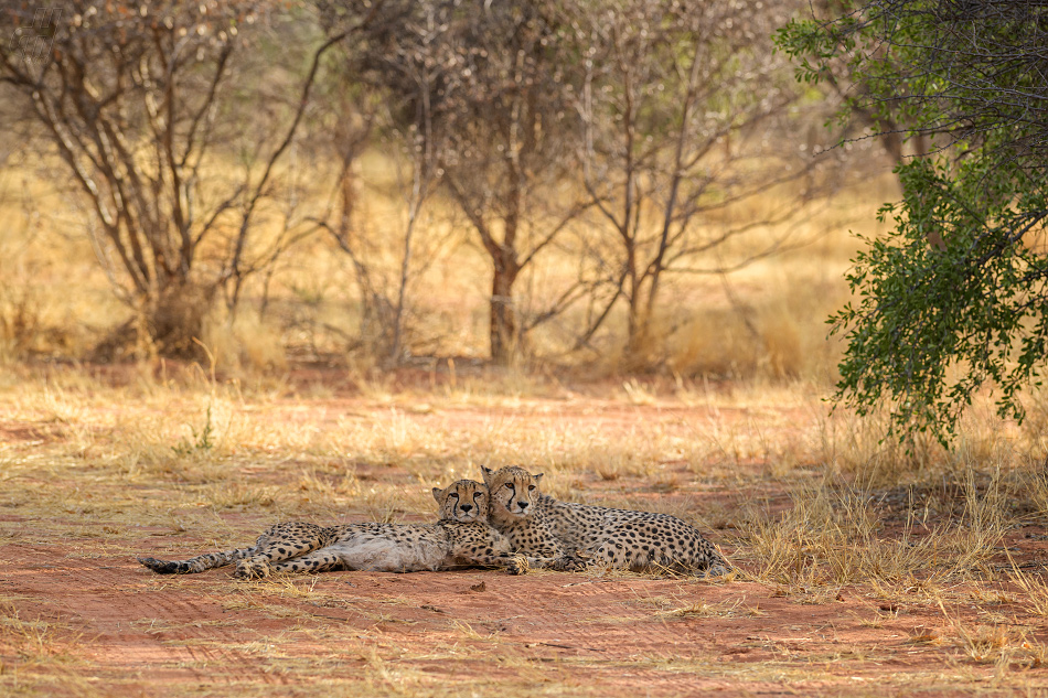 gepard - Acinonyx jubatus