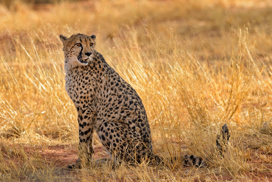 gepard - Acinonyx jubatus