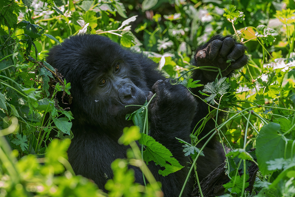 gorila horská - Gorilla beringei